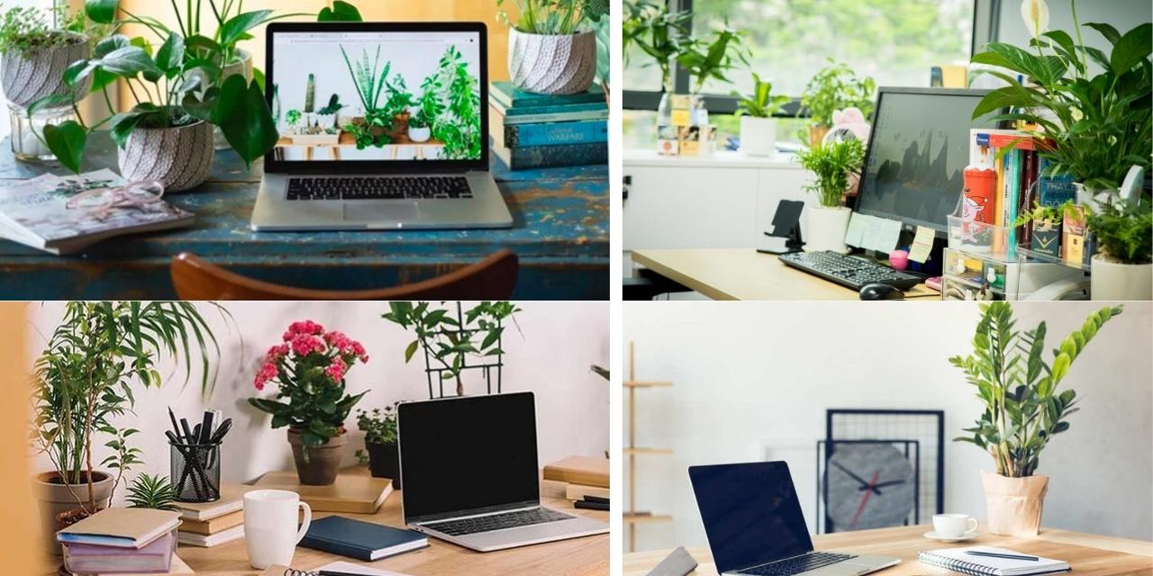 1980 Hợp Cây Gì Để Bàn Làm Việc? Khai Phá Tài Lộc Hiệu Quả Nhất