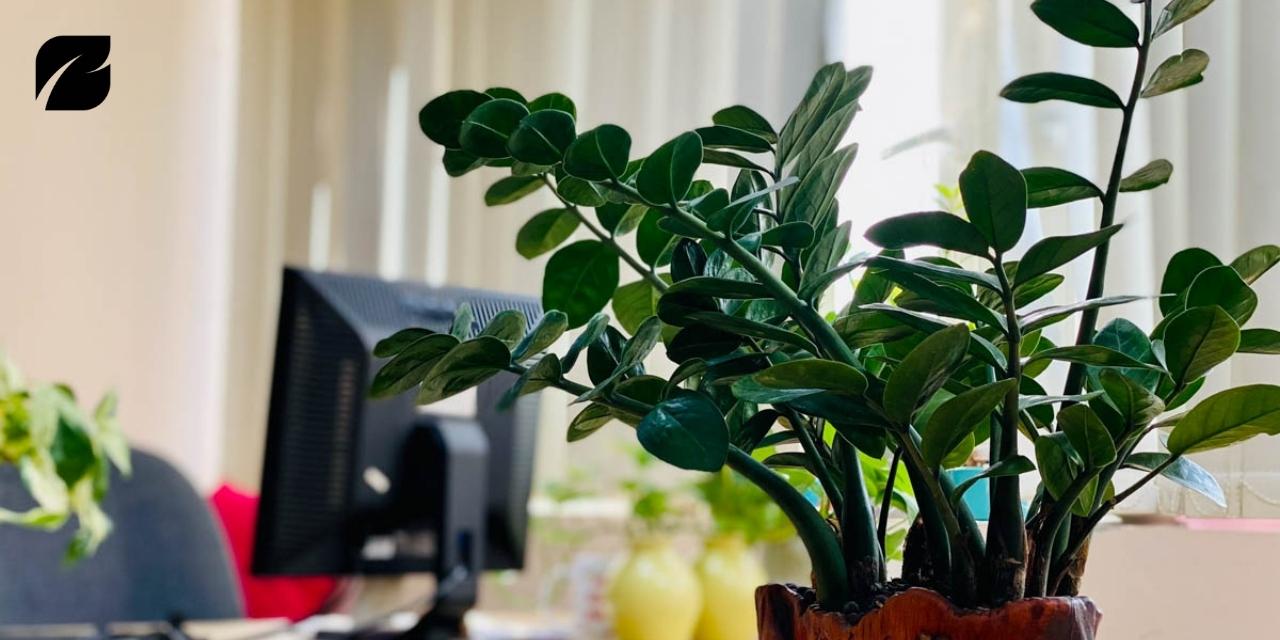 1997 hợp cây gì để bàn làm việc? Top 5 cây phong thủy mệnh Thủy mang tài lộc