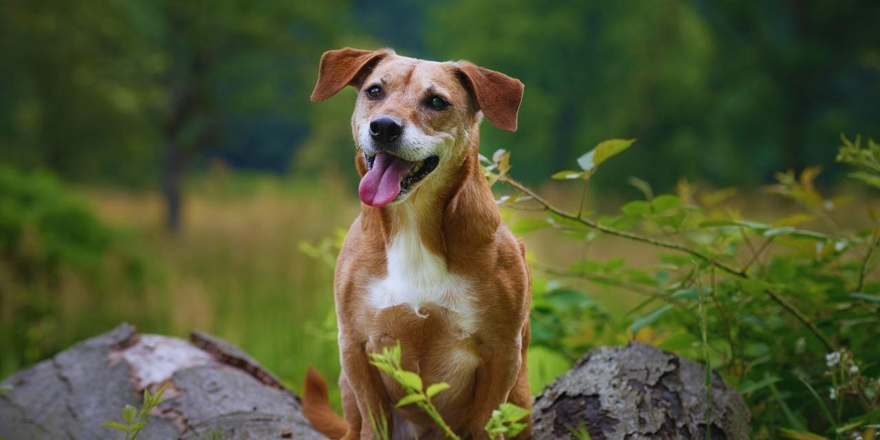 Tuổi Nhâm Tuất nên đặt vật phong thủy gì trên bàn làm việc để hút tài lộc, thăng tiến?