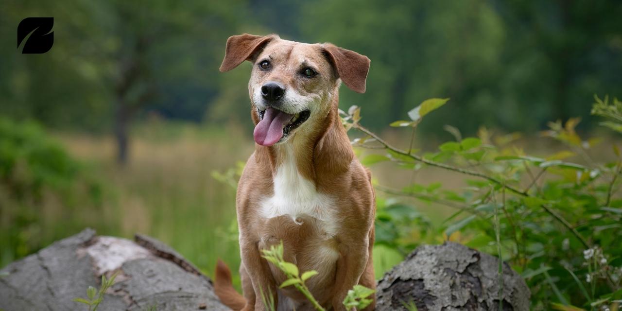 Tuổi Nhâm Tuất nên đặt vật phong thủy gì trên bàn làm việc để hút tài lộc, thăng tiến?