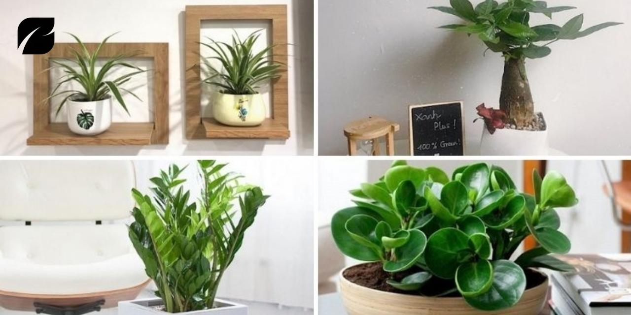 Nữ 1989 Hợp Cây Gì Để Bàn Làm Việc? Top 5 Cây Phong Thủy Đẹp Nhất 2026