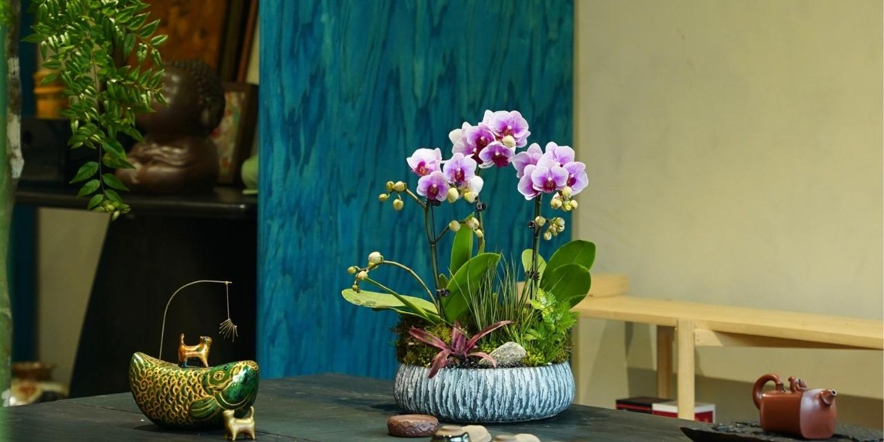 Nữ 1989 Hợp Cây Gì Để Bàn Làm Việc? Top 5 Cây Phong Thủy Đẹp Nhất 2026